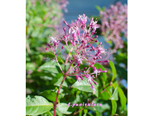 ������ �����������, ������������ ���