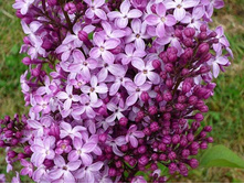 ������ hyacinthiflora Dark Night