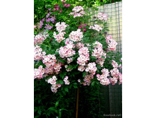 ����� Ballerina 110��-23,66.jpg