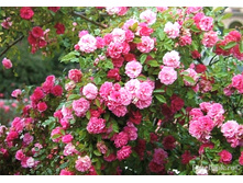 Tausendshon ( Beauty Thousand)-11,93