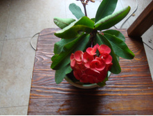 ������� ���� ���������������