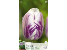 Tulipa Flaming Flag