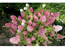 ��������� ����������� ����� ����� (Sandae Fraise) - 300�