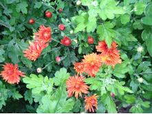 ��������� ����������  ��������"