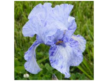 ���� ����� (1��) ������ ���� 301,94 ���. ����� ���� 256,65 ���jpeg