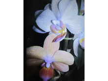 ���������� 003.jpg