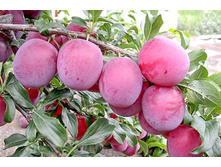 ����� ���������������-230�.jpg