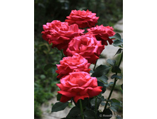 Dame de Coeur (��� ����)