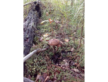 IMG 20160910 125720.jpg