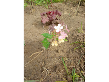 ������� ������� �����