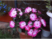 ��������� ��������������