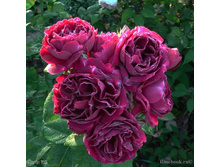 Baron Girod de l'Ain-13,54