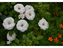 Aspirin Rose