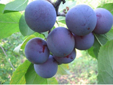 ����� �������-230�.jpg