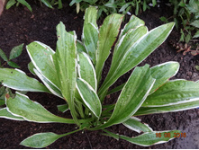 ����� ������������ ��������� (Hosta Rectifolia chionea)