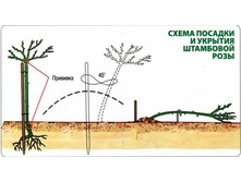 ������ ������� (����, ������, ���� � ����!)