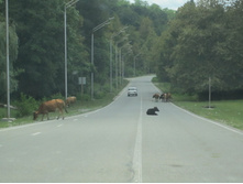 ����� 119.jpg