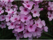 ����� ����������� �������