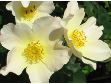 Bloomfield Dainty-10,14