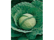 ������� �.�. ������� ����� 6,3 ���. - 0,5 ��.jpg