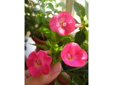 ����-�������