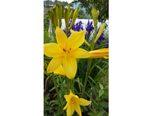 ������ ������� ��������� (������� ������)