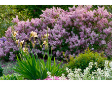 Meyeri Palibin � ����