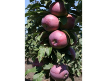 ������ ���������� �������-250�.jpg