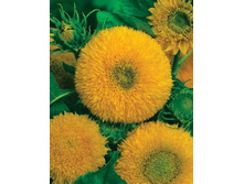 �.������������-�����������-����� 6,50 ���. �� 5 �������.jpg