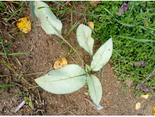 �������� �������