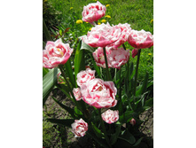 ������� ������ ���. ����2.jpg