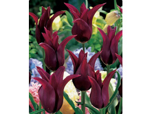 ������� �������� 11-12 ����������� (5��) ������ ���� 190,45 ���. ����� ���� 162 ���