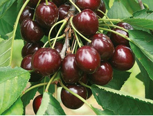 ����� �����������-200�.jpeg