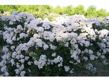 Dentelle de Bruges-13,54