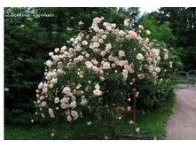 Leontine Gervais	140 ��	30,42