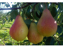 ����� ������ �����-160�.jpg