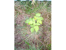 ������� �������