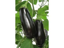 �������� ������ 6,3 ����. - 0,1 ��..jpg