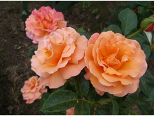 ��� ��� ��