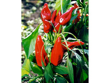 ����� ����-6,2 ���. - 0,2 ��.jpg