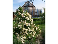 ����� Ghislaine de Feligonde 140 ��-30,42.jpg