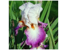 ����������� ������ (1��) ������ ���� 301,94 ���. ����� ���� 256,65 ���jpeg