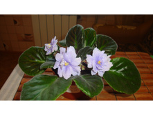 ����� �����