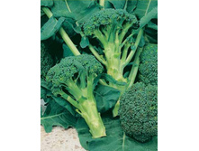 ������� �������� ����� 5,3 ���. - 0,2 ��.jpg