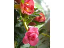 Mary Poppins & Anastasia