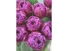 ������� ���� ����