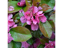 ������ ���������.jpg