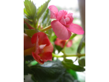 Mary Poppins & Anastasia