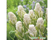 ������� ������� 219,5 ���. ��. (� ��� 5 ��.) �������� � ���� � ���������. ����� ����������� ��������. ������ 1 ��� 2 �������� ��� �����.jpeg