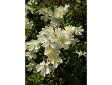 Elisabeth Oberle-10,14